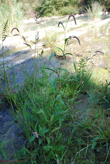 Persicaria cfr. lapathifolia s.l.